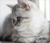 Коврик для мыши Perfeo "Cat", Рис.9 (340*280*4 мм) ткань+резиновое основание Коврик для мыши Perfeo "Cat", Рис.9 (340*280*4 мм) ткань+резиновое основание