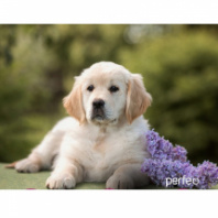 Коврик для мыши Perfeo "Dog", Рис.12 (240*200*2 мм) ткань+резиновое основание