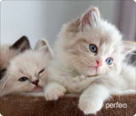 Коврик для мыши Perfeo "Cat", Рис.2 (350*300*3 мм) ткань+резиновое основание Коврик для мыши Perfeo "Cat", Рис.2 (350*300*3 мм) ткань+резиновое основание