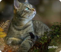 Коврик для мыши Perfeo "Cat", Рис.27 (180*220*2 мм) ткань+резиновое основание Коврик для мыши Perfeo "Cat", Рис.27 (180*220*2 мм) ткань+резиновое основание