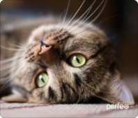 Коврик для мыши Perfeo "Cat", Рис.12 (340*280*4 мм) ткань+резиновое основание