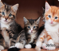 Коврик для мыши Perfeo "Cat", Рис.6 (350*250*4 мм) ткань+резиновое основание Коврик для мыши Perfeo "Cat", Рис.6 (350*250*4 мм) ткань+резиновое основание