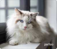 Коврик для мыши Perfeo "Cat", Рис.1 (350*300*3 мм) ткань+резиновое основание