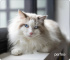 Коврик для мыши Perfeo "Cat", Рис.1 (350*300*3 мм) ткань+резиновое основание