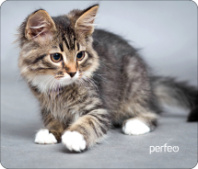 Коврик для мыши Perfeo "Cat", Рис.20 (240*200*2 мм) ткань+резиновое основание